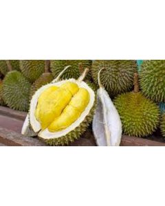 Durian